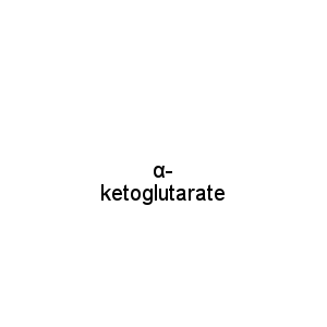 α- ketoglutarate